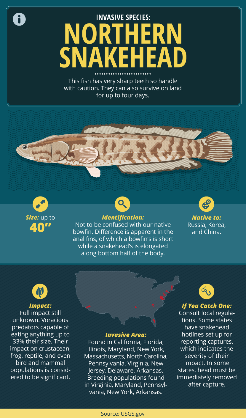 Invasive Fish Species Guide: Facts About Northern Snakehead