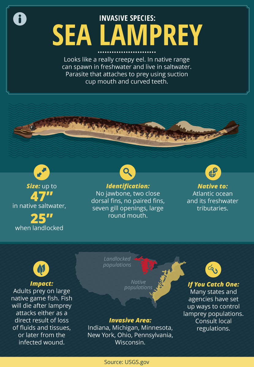 Invasive Fish Species Guide: Facts About Sea Lamprey