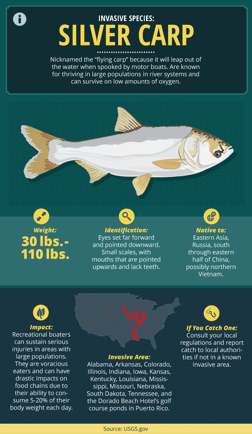 Invasive Fish Species Guide: Facts About Silver Carp