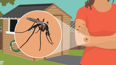 Mosquitoes and the Diseases They Carry: What is Your Risk of Infection?