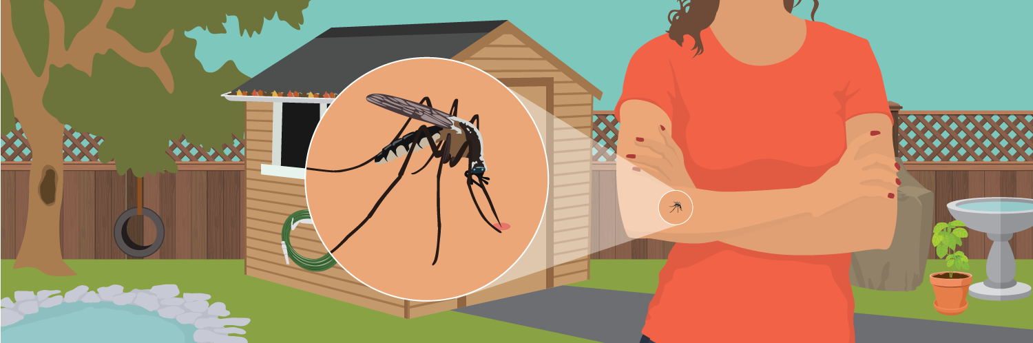 Mosquitoes and the Diseases They Carry: What is Your Risk of Infection?