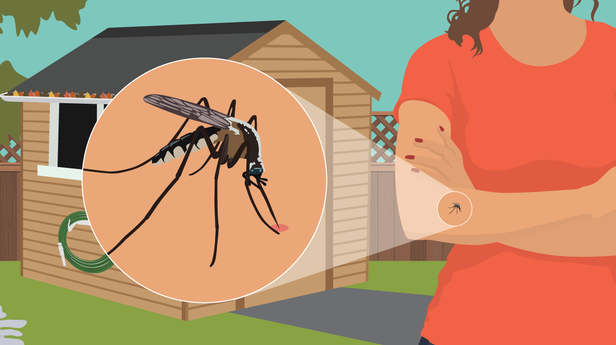 To Stop Mosquito-Transmitted Illnesses, Pay Attention to How Humans Behave