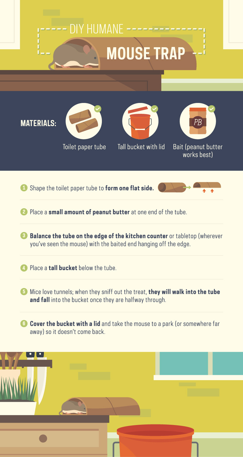 How to make your own humane mouse trap
