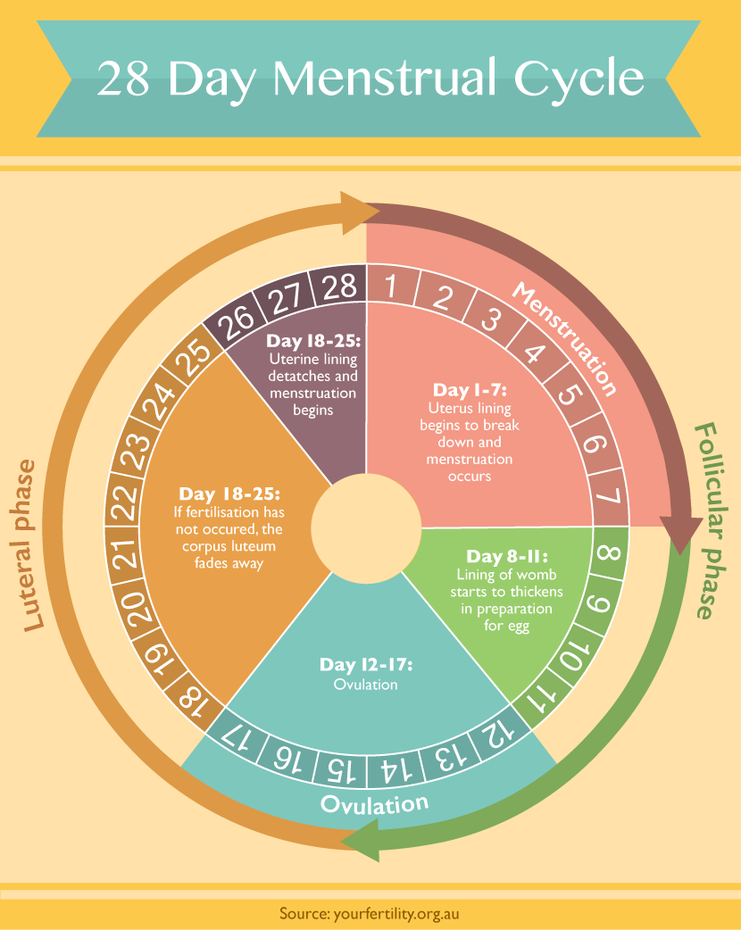 28 Day Menstrual Cycle Timeline - Photos