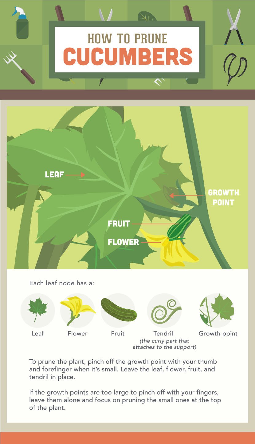 How to Prune Cucumbers - Vegetable Pruning Guide