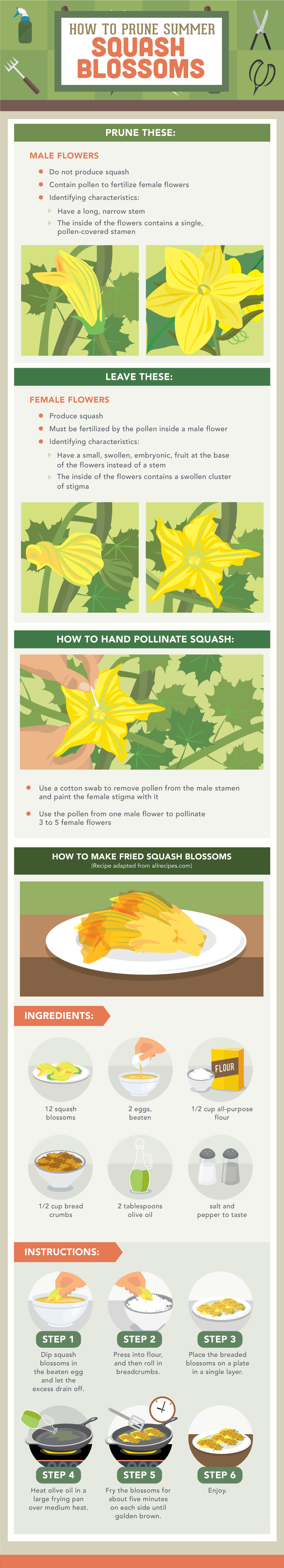 How to Prune Summer Squash Blossoms - Vegetable Pruning Guide