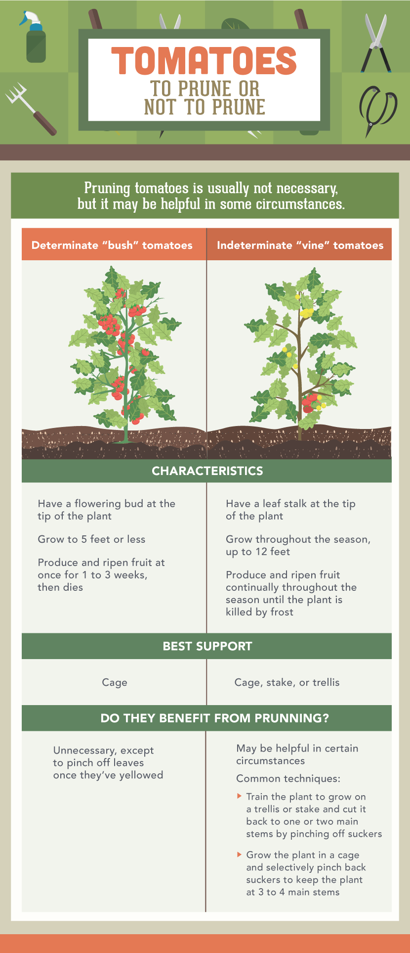 Pruning Tomatoes - Vegetable Pruning Guide