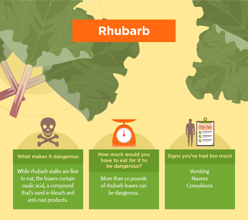 Rhubarb Can be Toxic - Toxic Foods
