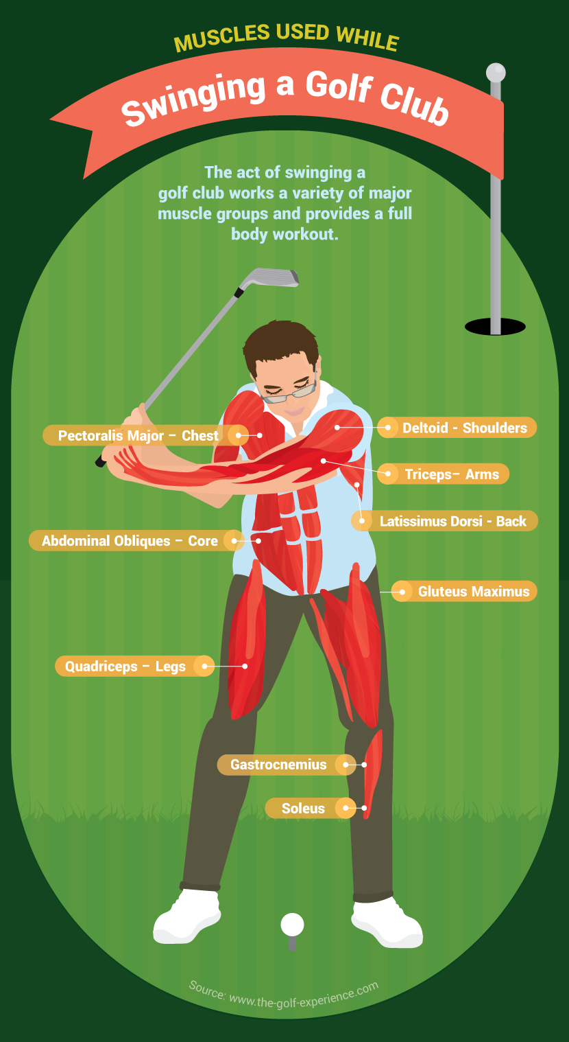 Muscles Used Swinging a Golf Club - Golf and Wellness