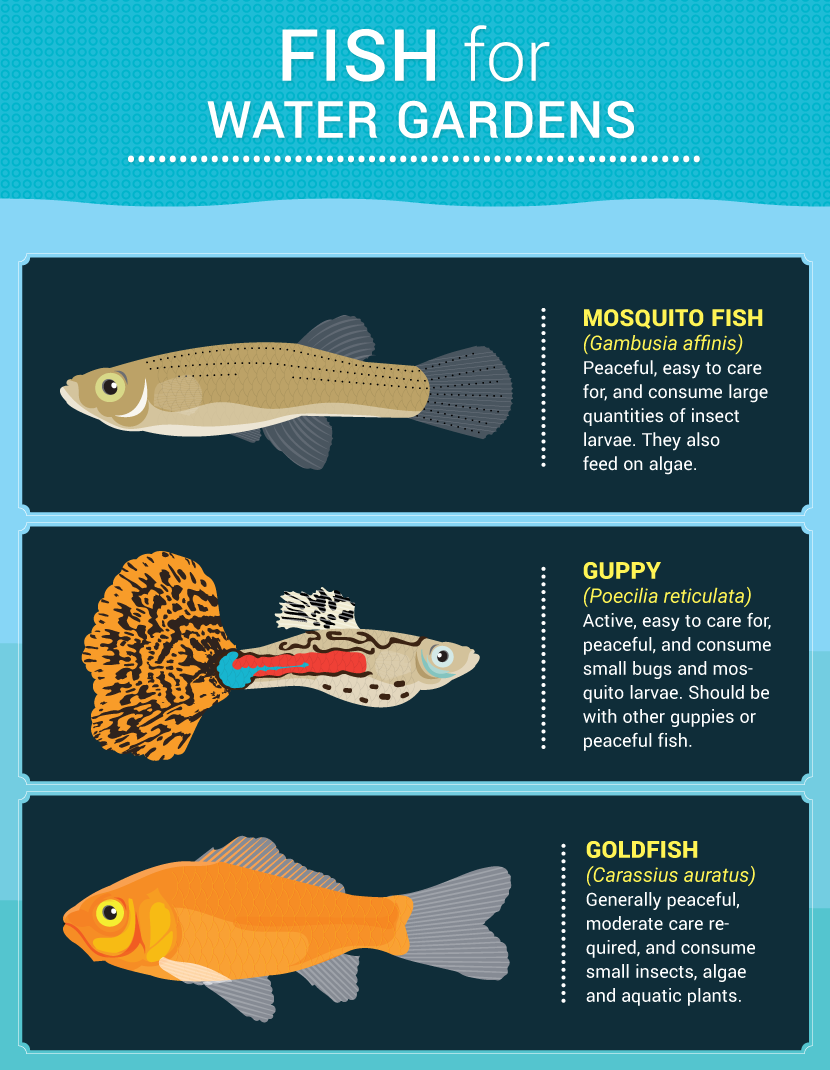 Fish For Water Gardens - Water Features For Small Gardens