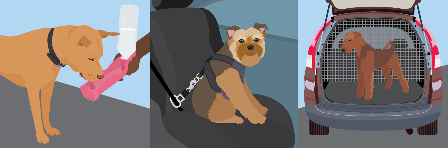 Traveling With Your Dogs