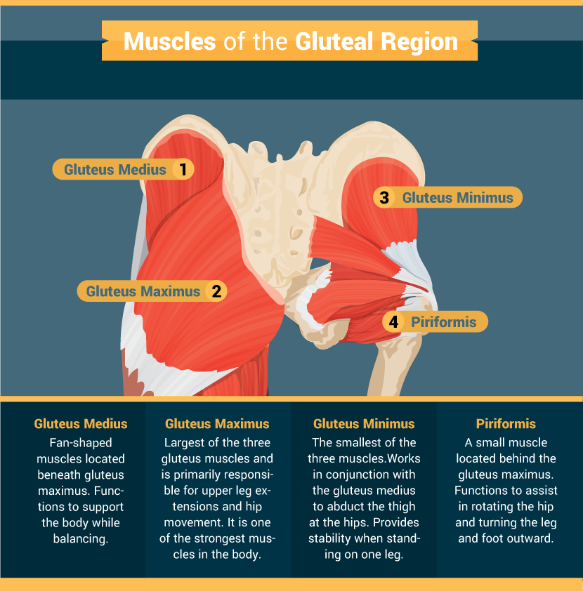 Muscles Glutenal Region - Guide to Getting Great Glutes
