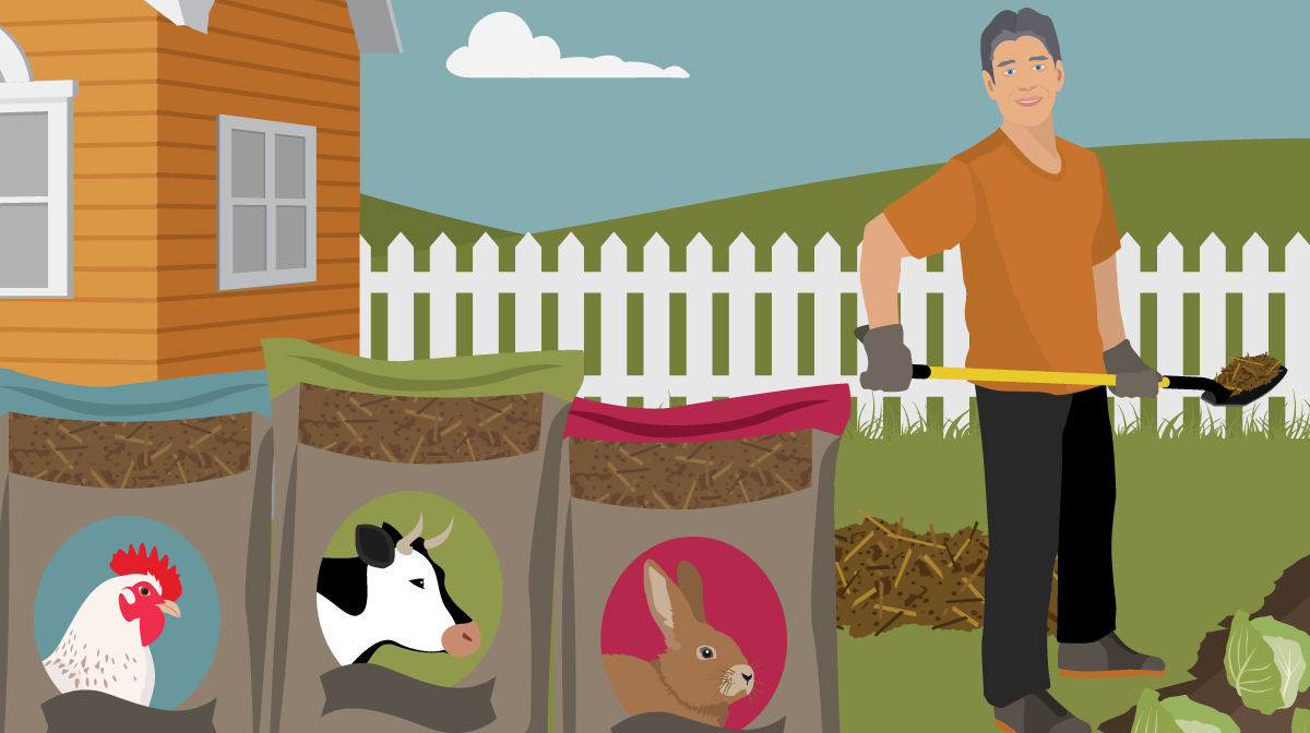 Use Animal Manure as Garden Fertilizer 