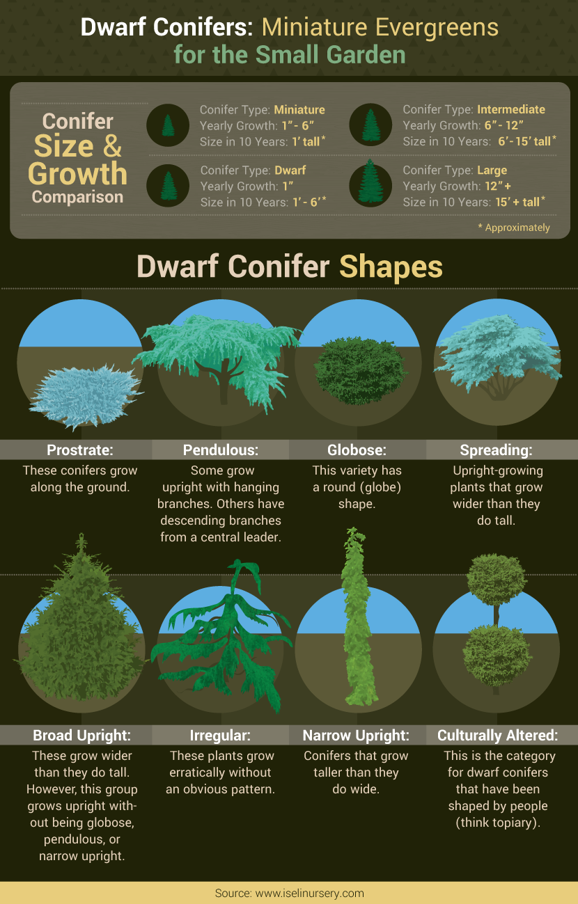 Dwarf Conifers - Small-Space Gardening Tips