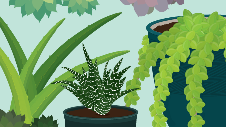 Everything You Need to Know About Succulents