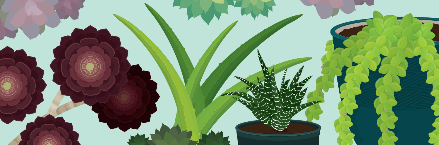 Everything You Need to Know About Succulents