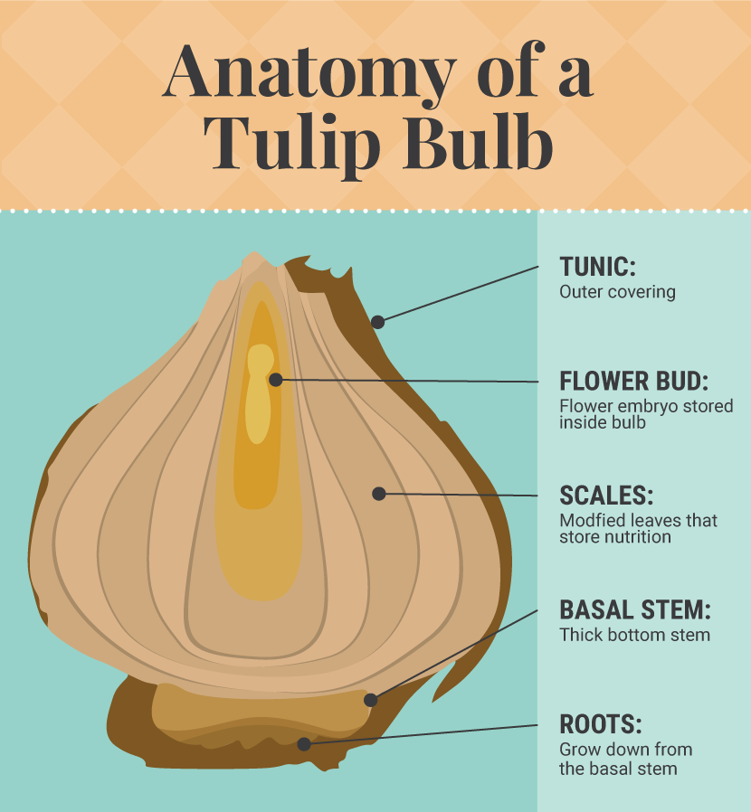 Anatomy of a Tulip Bulb - Forcing Bulbs