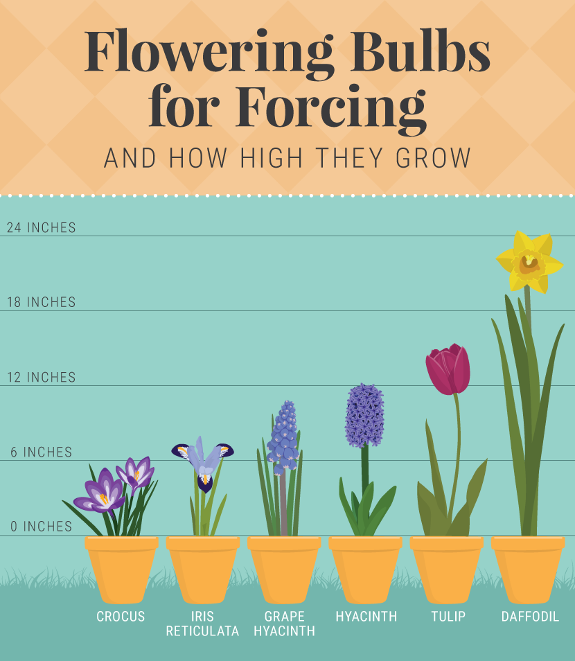 Flowering Bulbs For Forcing - Forcing Bulbs