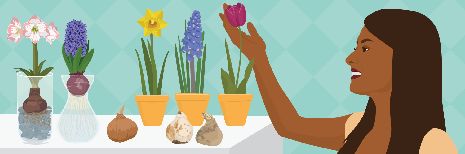 Forcing Bulbs: