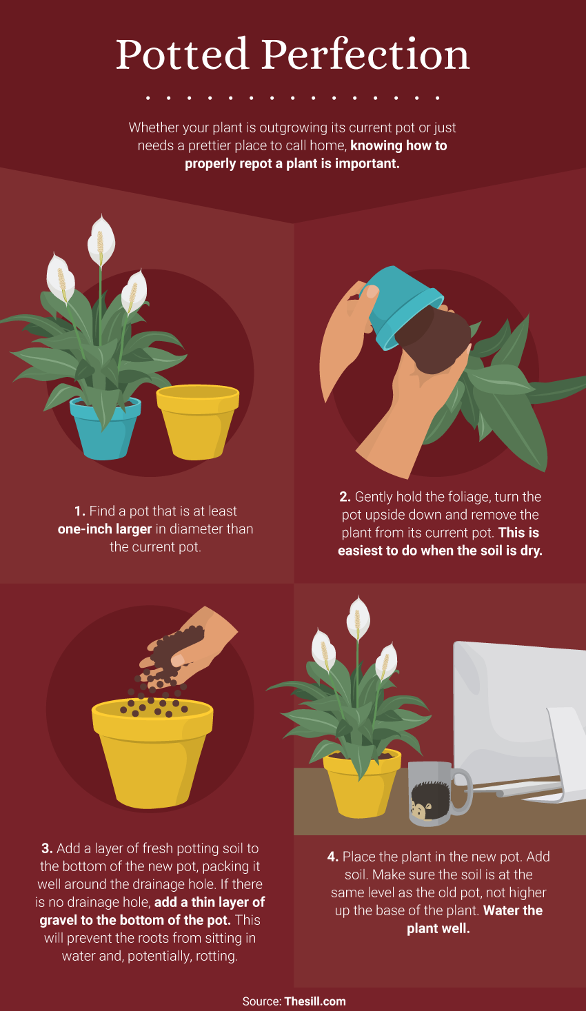 Potted Perfection - The Benefits of Office Plants