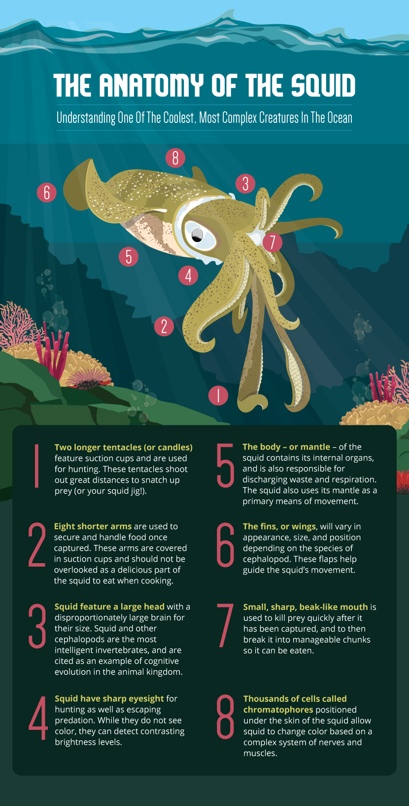 Anatomy of a Squid - How to Catch and Cook Squid