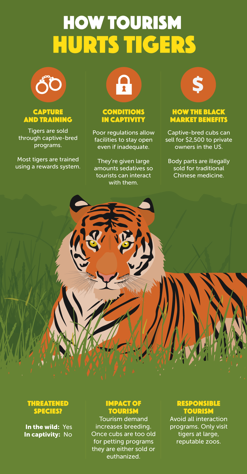 Realities of Animal Tourism - Tigers