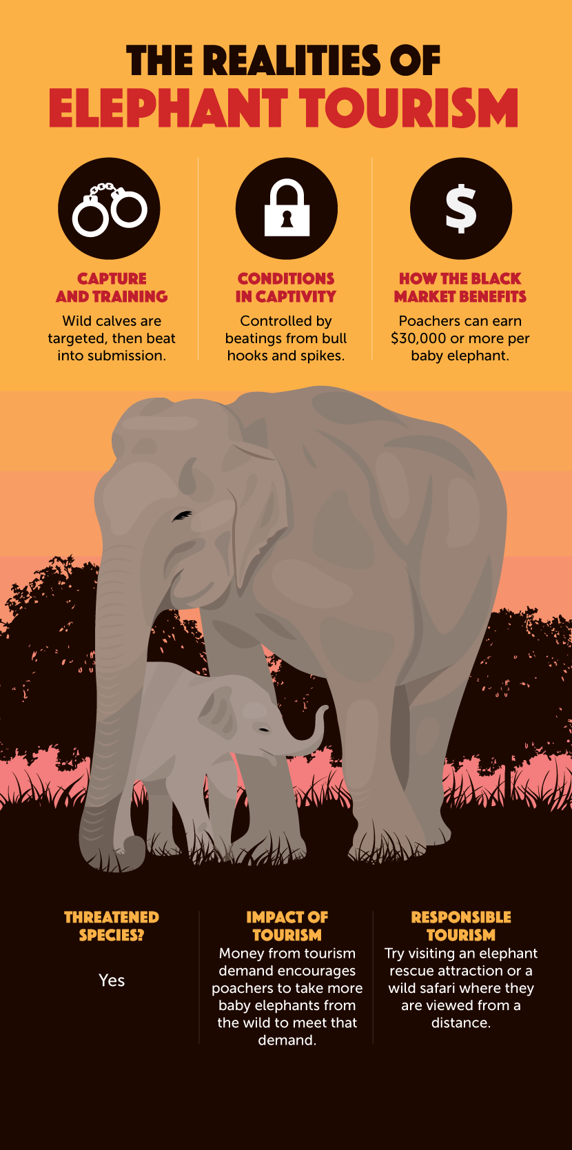 Realities of Animal Tourism - Elephants