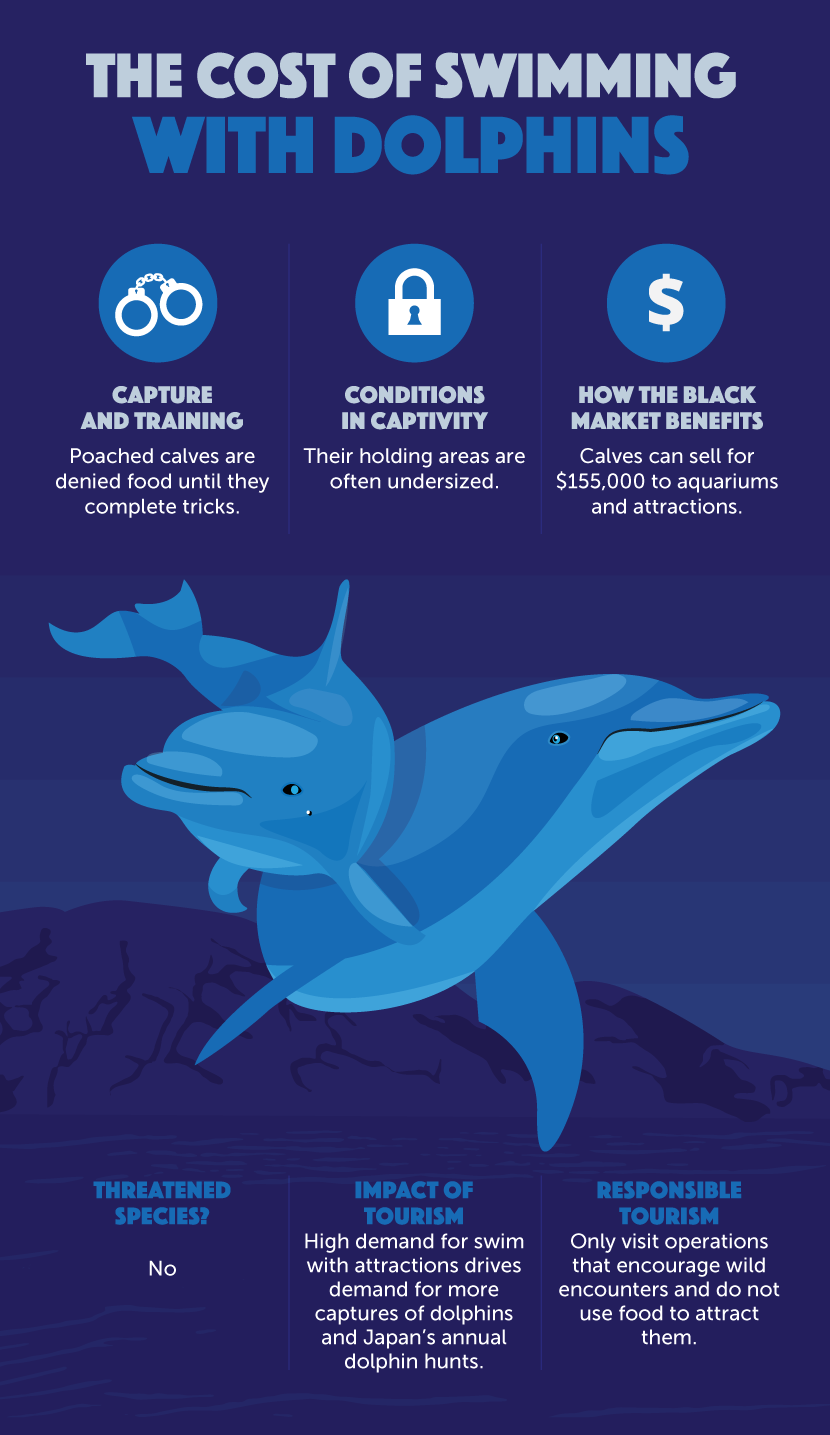Realities of Animal Tourism - Dolphins