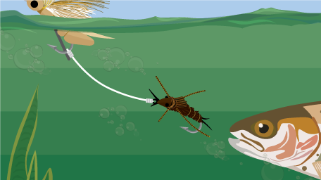 Try Multiple Fly Rigs for Trout Fishing Success