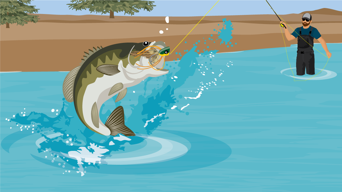Learn or improve fly-fishing for sea bass on video