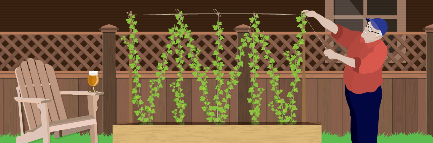 Grow Your Own Hops For Homemade Beer