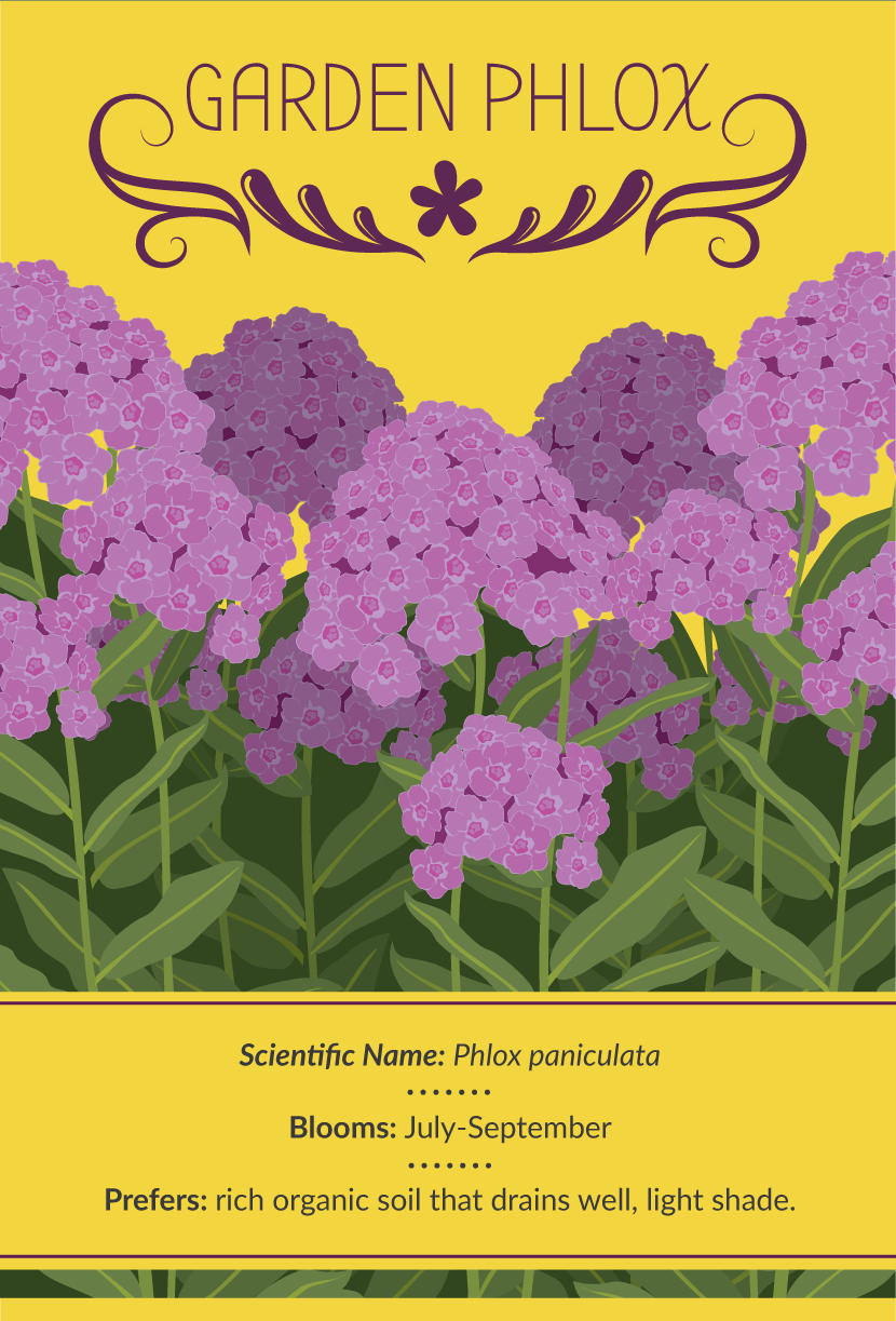 Garden Phlox - Late-Blooming Flowers
