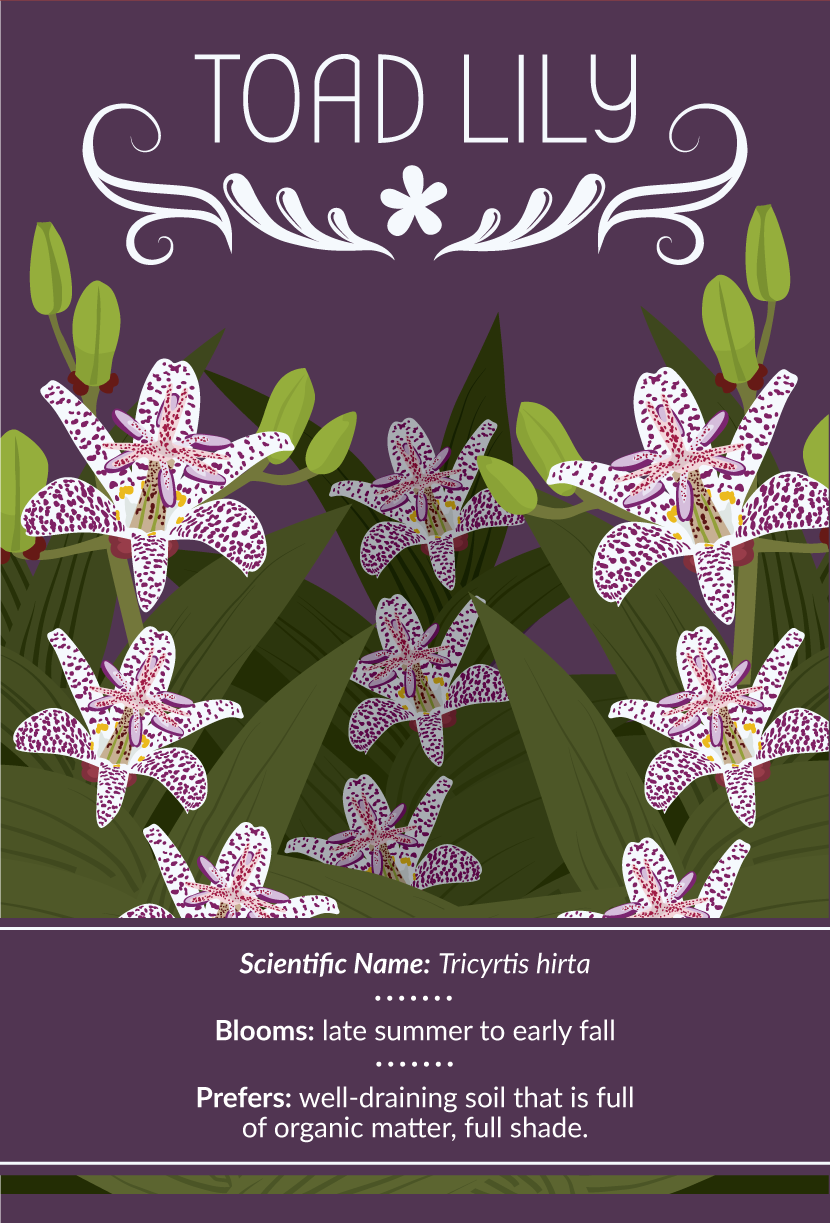 Toad Lily - Late-Blooming Flowers
