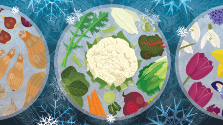 Protecting Plants from Winter Weather