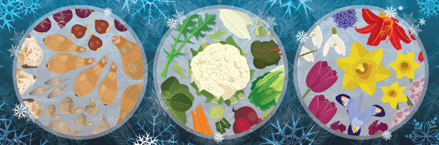 Protecting Plants from Winter Weather