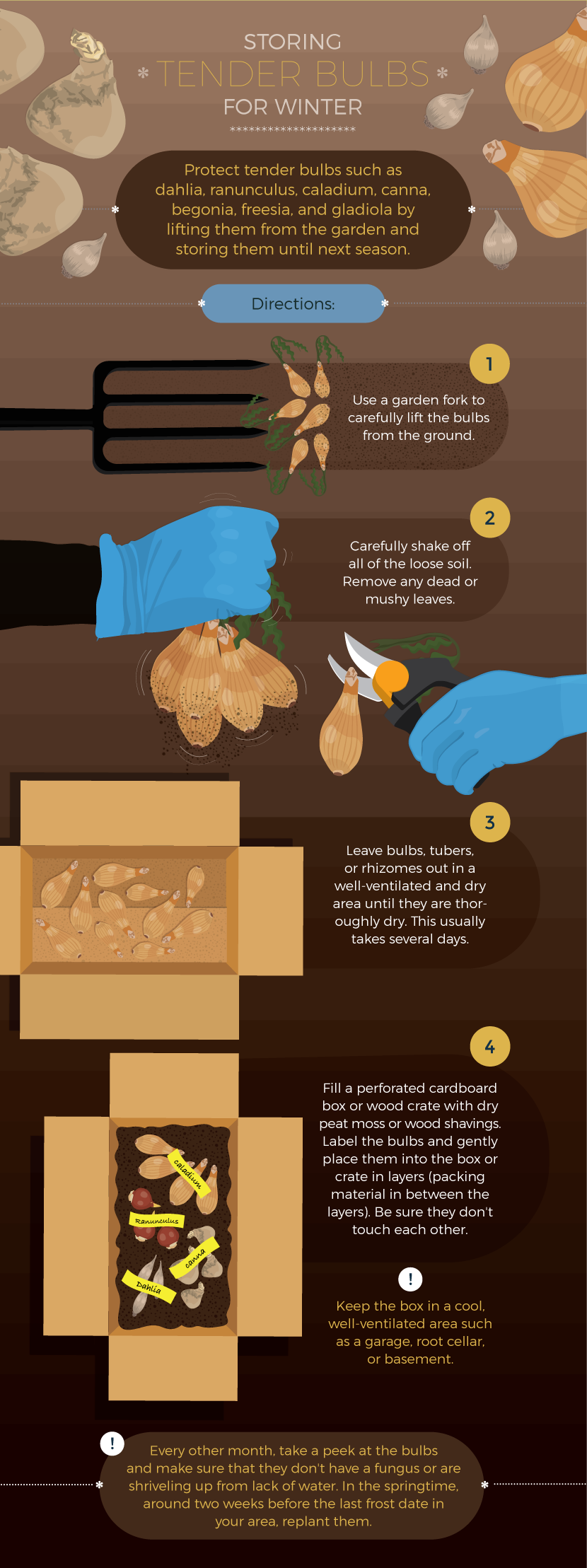 Storing Bulbs for Winter- Protect Plants from Frost