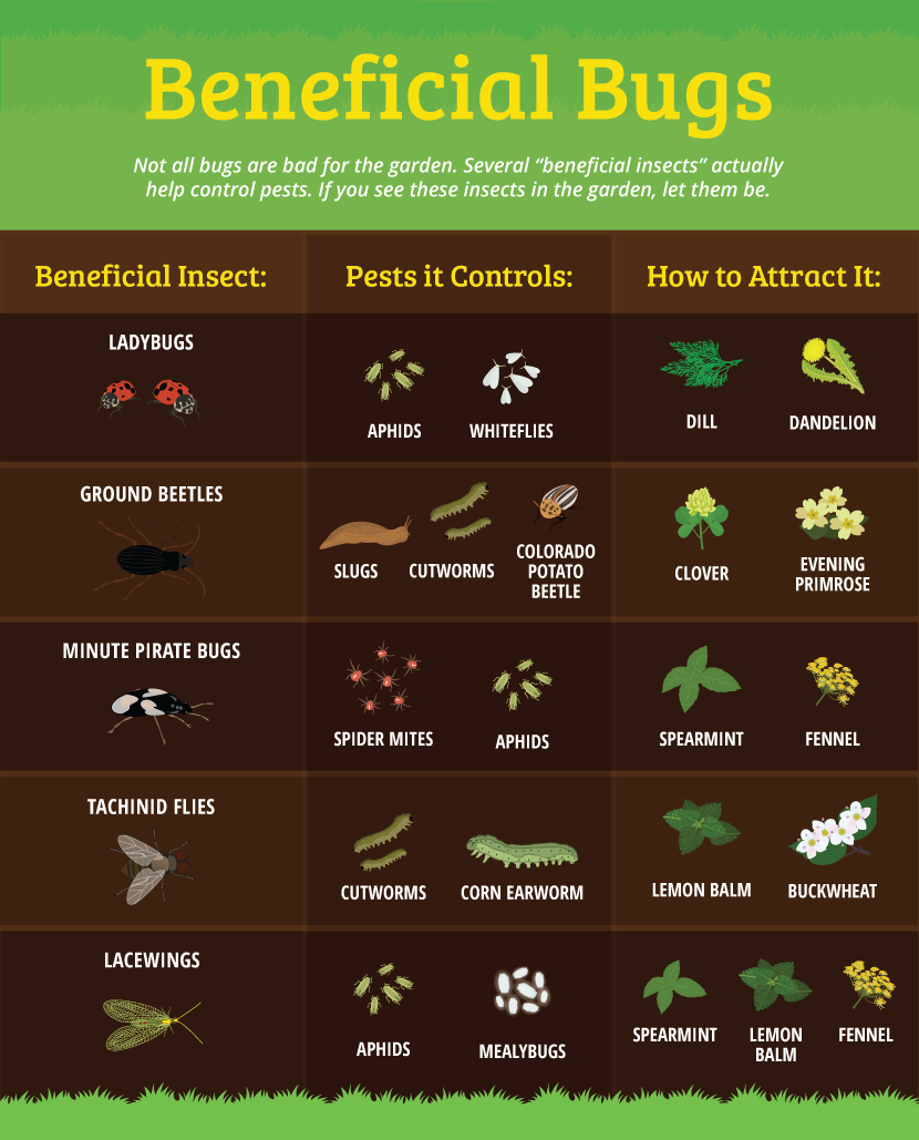 Beneficial Bugs - Plant a Pest-Resistant Garden