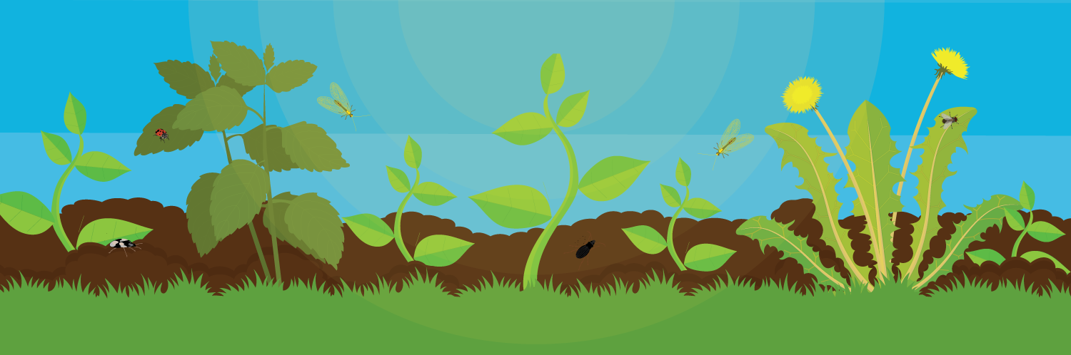 Plant a Pest-Resistant Garden