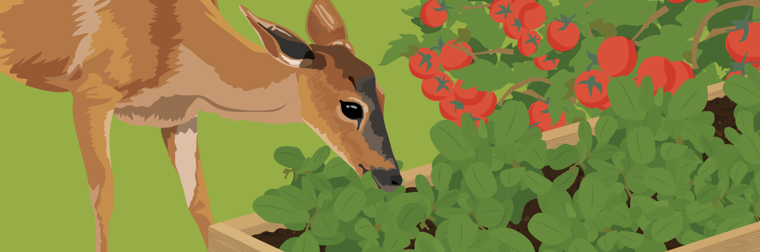The Buck Stops Here! Strategies for Keeping Deer, Rabbits, and Other Pests Out of the Garden