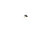 10169321-3-S-DeWALT-326573-01-Wing Screw