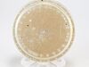 11750977-2-S-Whirlpool-WPW10245539-Surface Element