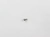 1526052-2-S-Frigidaire-240555002         -Screw